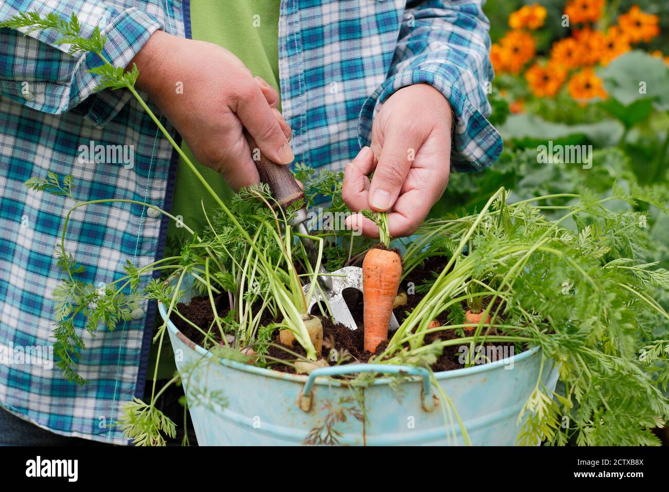 Daucus carota 'Harlequin' F1. Carote che crescono in un contenitore in un terreno di veg domestico. REGNO UNITO Foto Stock