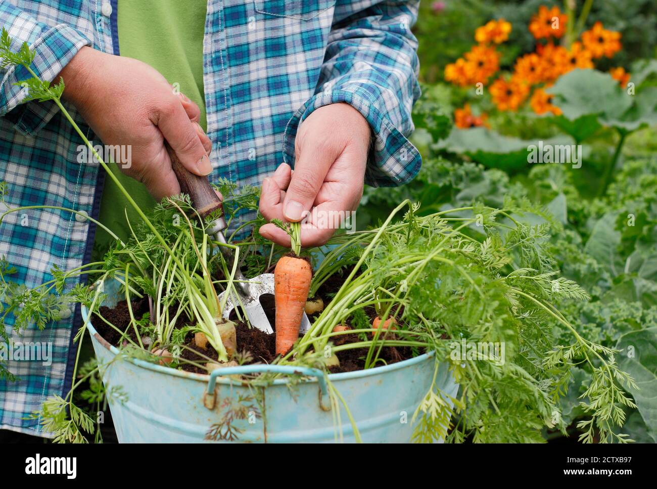 Daucus carota 'Harlequin' F1. Carote che crescono in un contenitore in un giardino posteriore. REGNO UNITO Foto Stock
