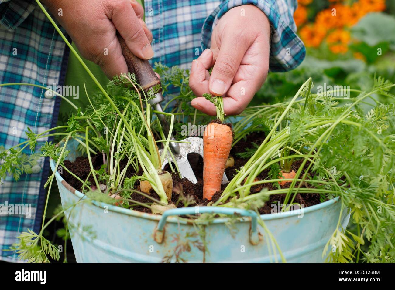 Daucus carota 'Harlequin' F1. Carote che crescono in un contenitore in un giardino posteriore. REGNO UNITO Foto Stock