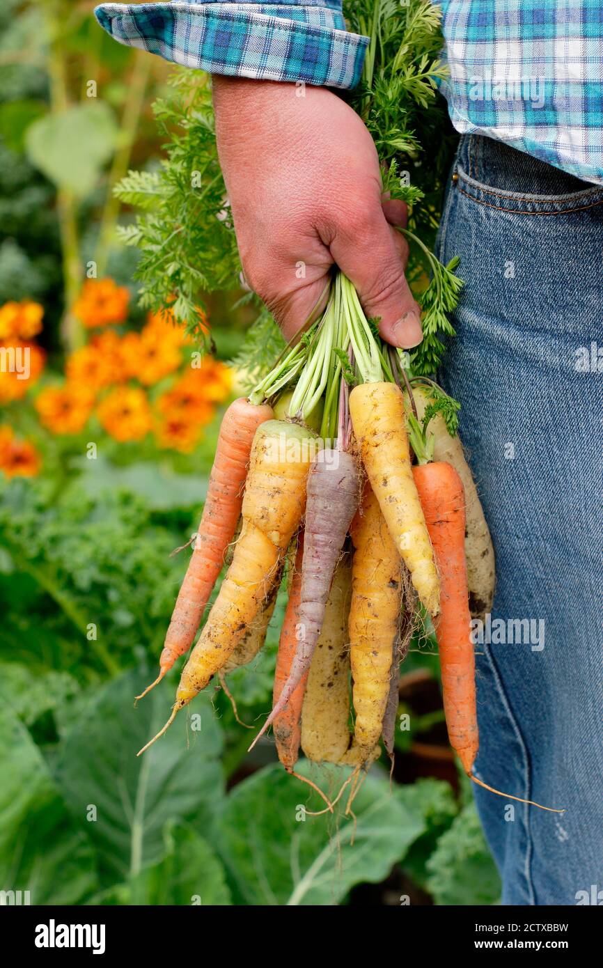 Uomo con mazzo di carote raccolte dalla sua trama vegetale. La F1 di Harlequin. Foto Stock