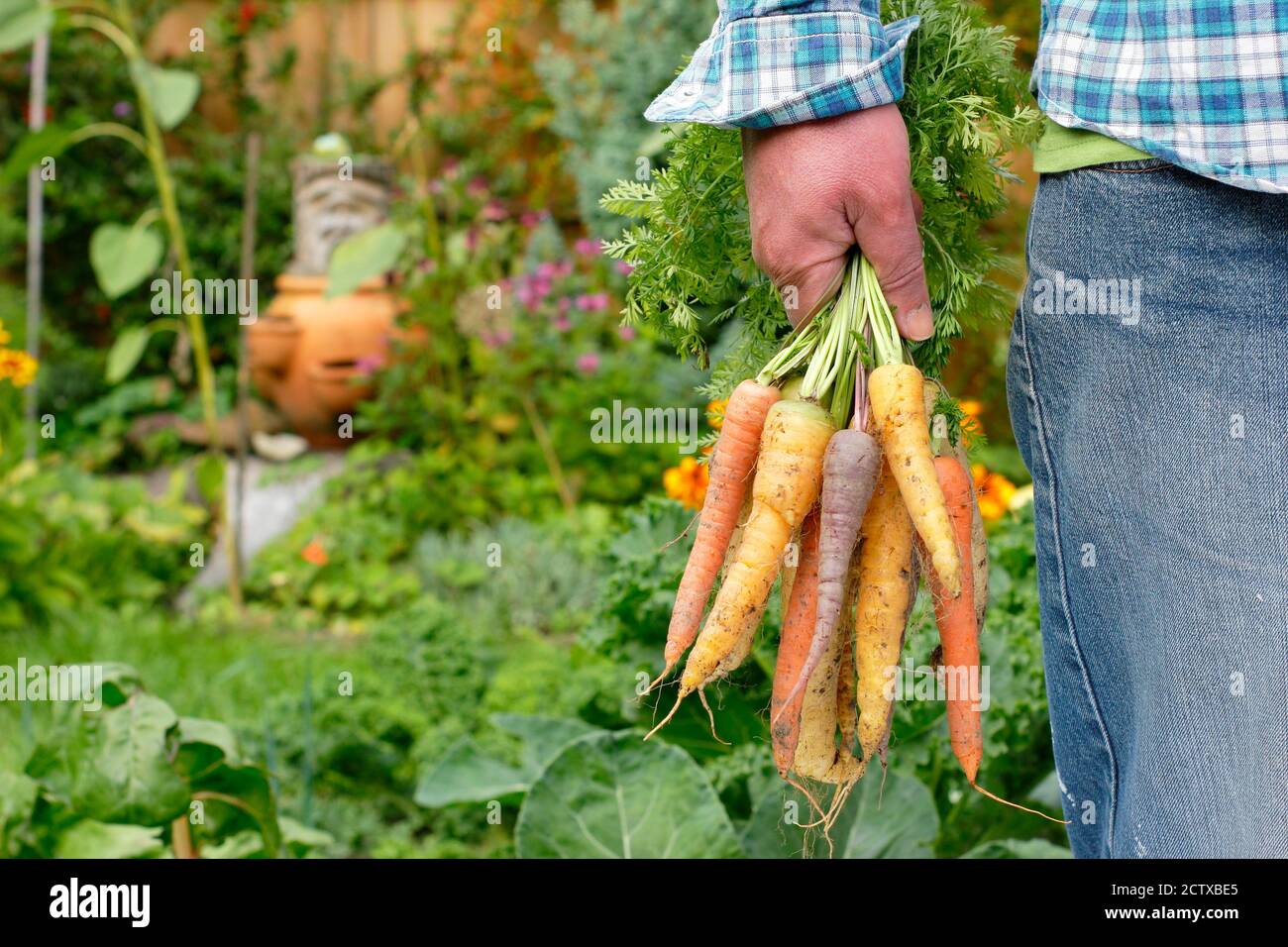 'Harlequin' carote F1. Carote di arcobaleno appena selezionate coltivate in un giardino domestico della cucina (nella foto). Foto Stock