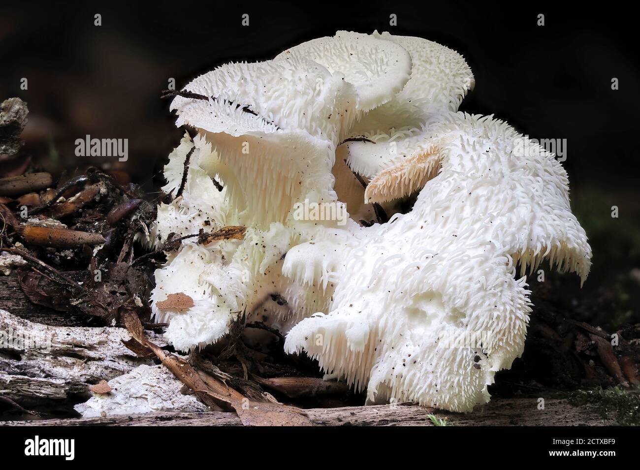 Il dente a più livelli (Hericium cirrhatum) è un fungo commestibile, foto macro impilata Foto Stock