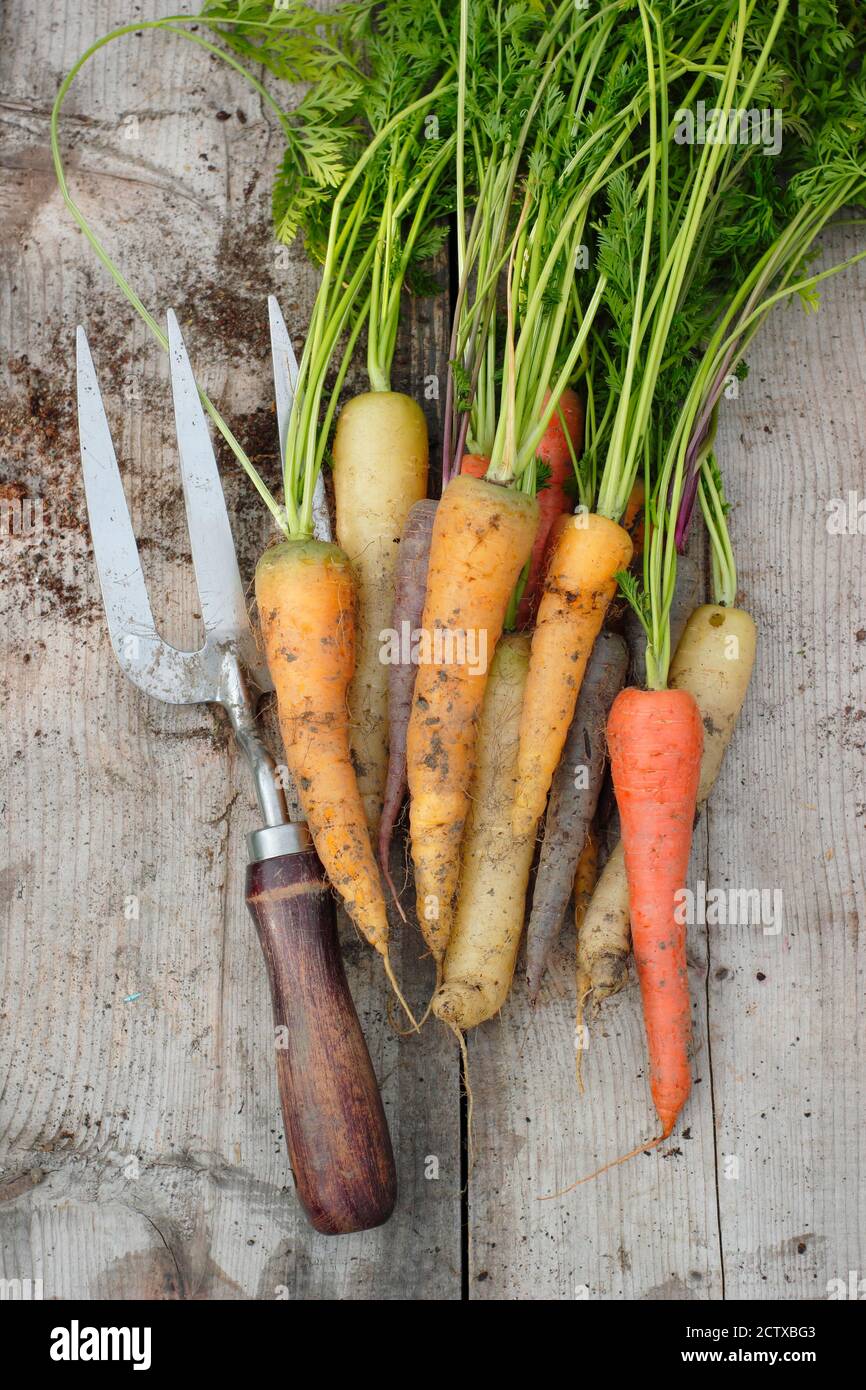 'Harlequin' carote F1. Appena tolto, miscela di carote arcobaleno coltivata in casa sul tavolo da giardino. REGNO UNITO Foto Stock