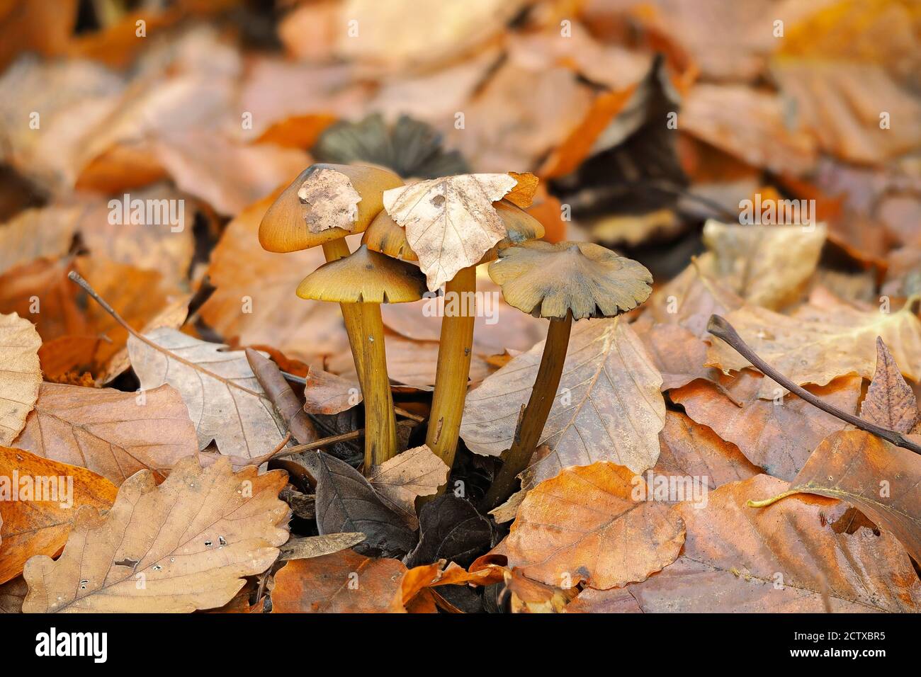 Il cappuccio di Waxcap annerente (Hygrocybe conica) è una foto macro impilata di funghi non commestibili Foto Stock