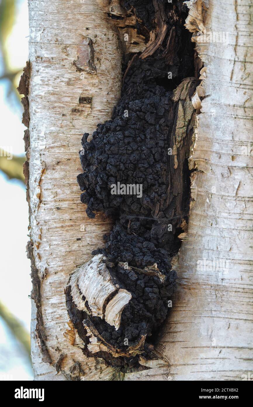 Il clinker Polyporo (Inonotus obliquus) è una macro foto a fungo non commestibile Foto Stock