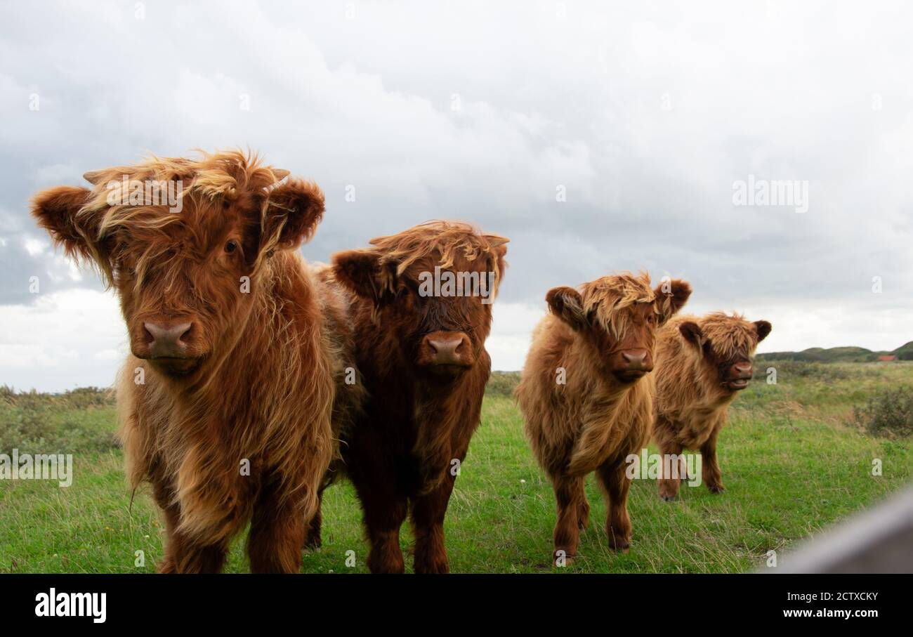 una bella immagine di 4 polpacci di altura in linea. Foto Stock