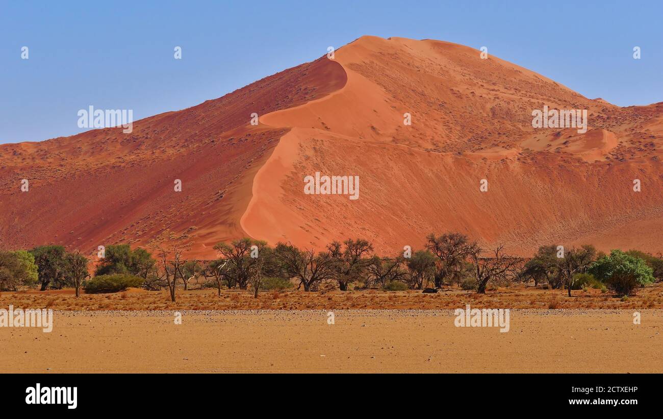 Vista frontale della grande duna di sabbia color arancio ben formata con terreno desertico calvo e alcuni alberi in primo piano vicino a Sossusvlei, deserto del Namib, Namibia. Foto Stock