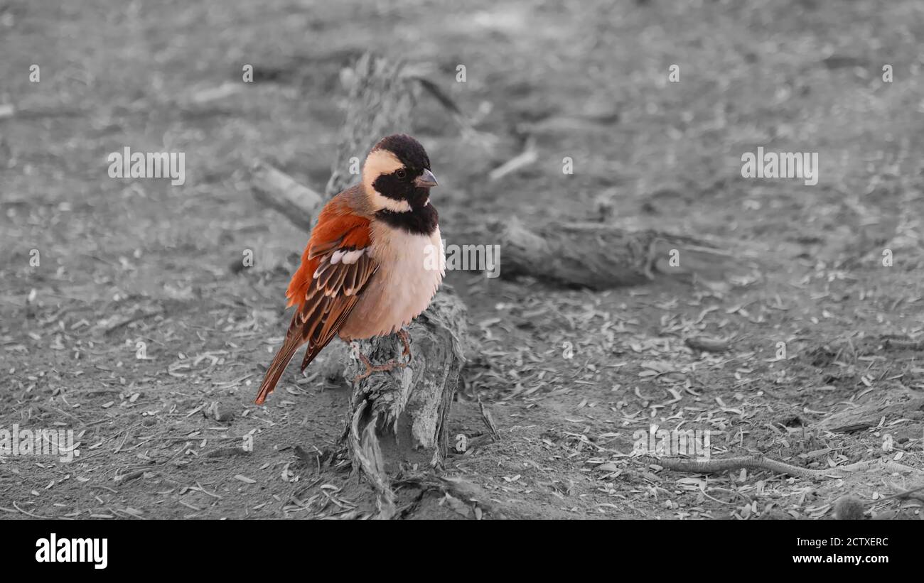 Dolce piccolo uccello tessitore socievole (philetairus socius) seduto su un ramo di legno morto a Sossusvlei, Namibia. Uccello colorato con sfondo monocromatico. Foto Stock