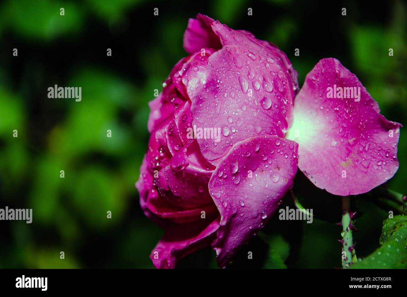 Rosa rosa con dei fiori gocce di pioggia su sfondo rosa rose fiori. La natura. Foto Stock