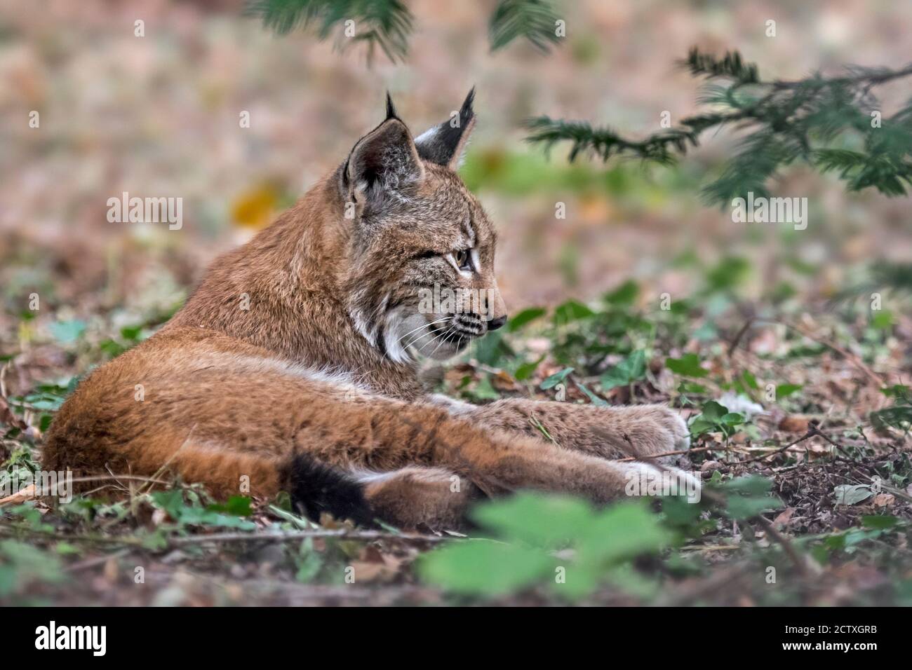 Giovane lince eurasiatica (lynx Lynx) giovani che riposano in foresta Foto Stock