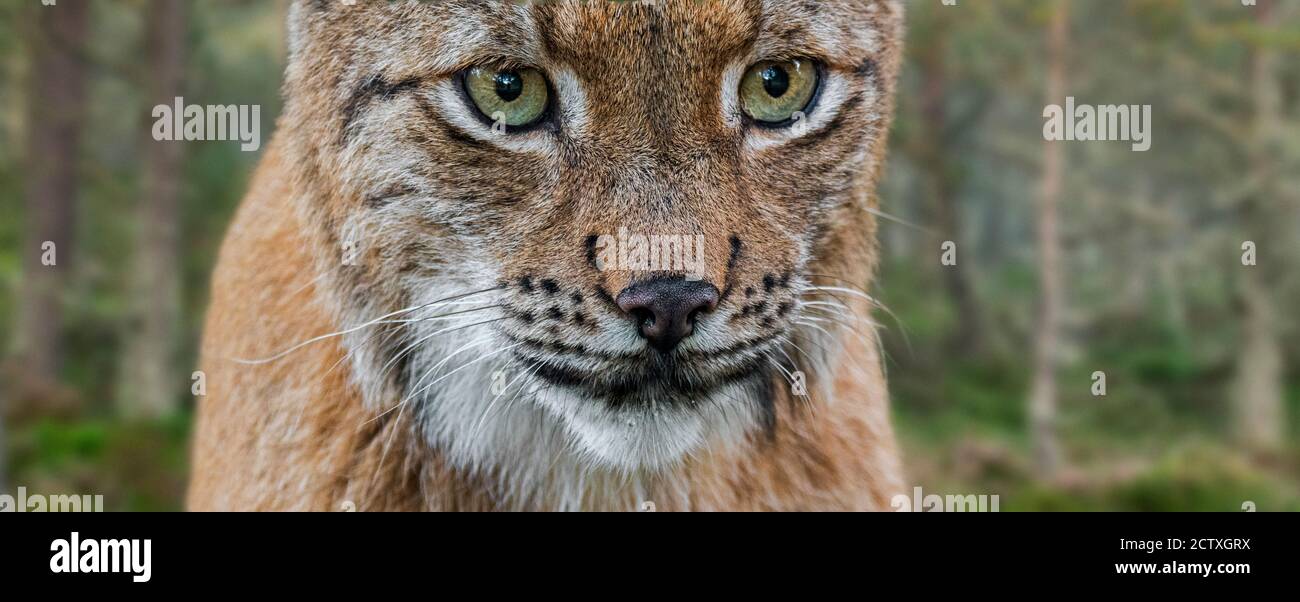Lince eurasiatica (lynx lynx) ritratto in primo piano in foresta di conifere Foto Stock