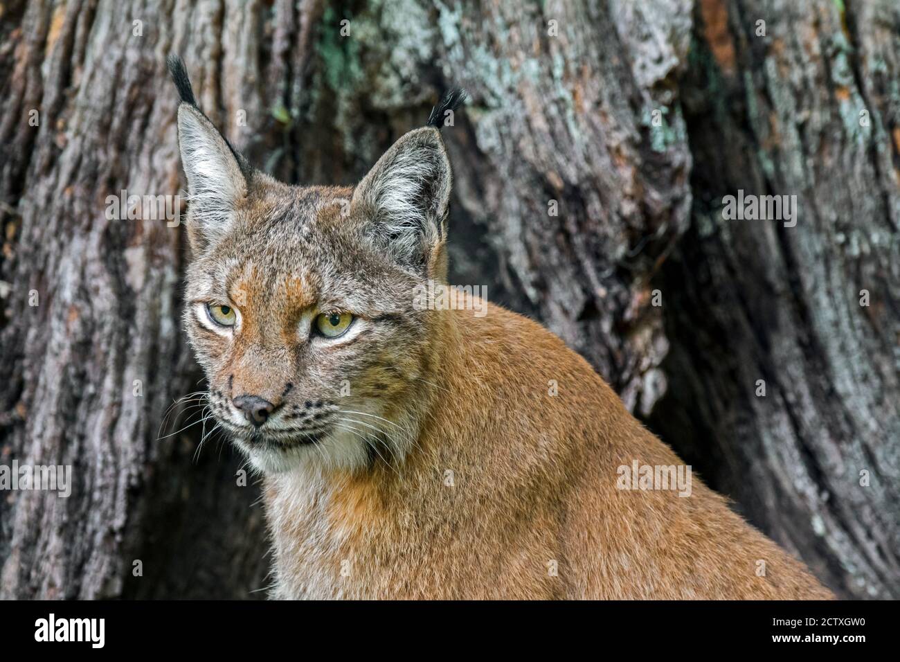 Lince eurasiatica (lince Lynx) ritratto in primo piano di fronte al tronco dell'albero Foto Stock