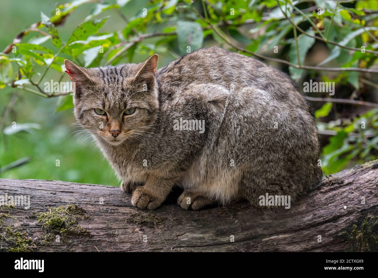 Gatto selvatico europeo / gatto selvatico (silvestris Felis) seduto su tronco di albero caduto in foresta Foto Stock