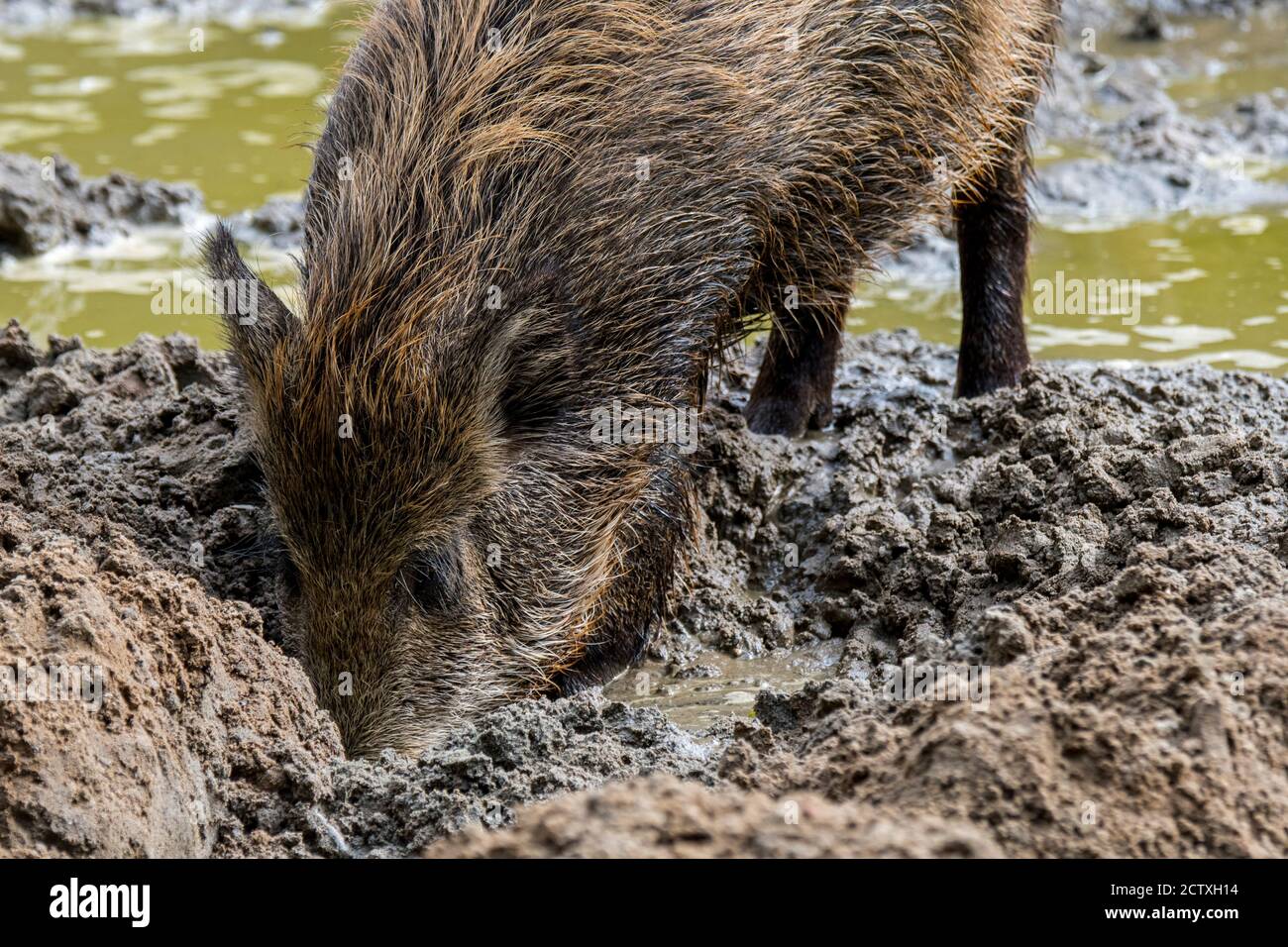 Cinghiale (Sus scrofa) giovani scavando nel fango con il muso in quagmire Foto Stock