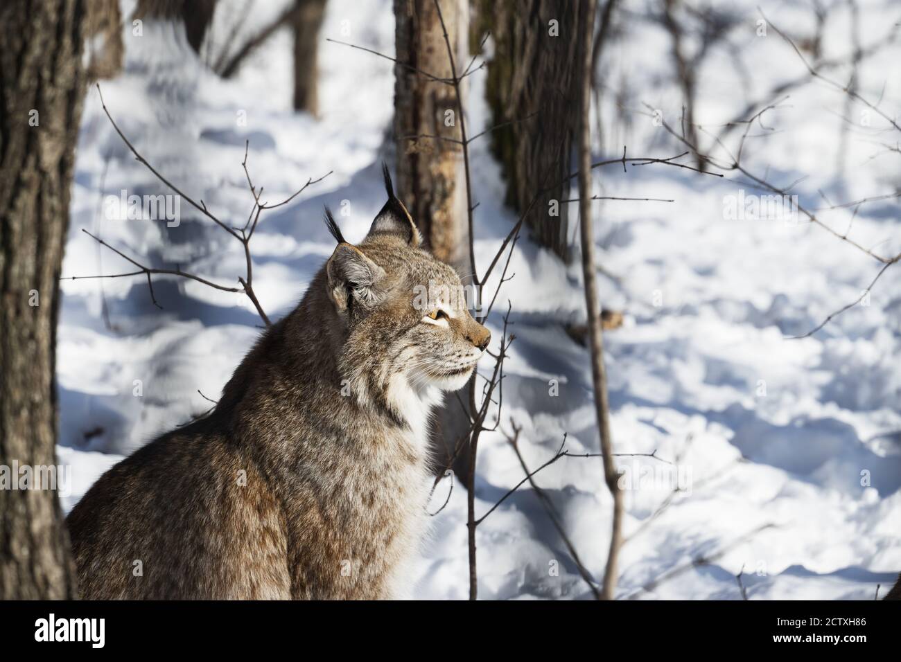 Lynx si trova nella foresta invernale in una giornata di sole da vicino. Vista laterale. Protezione della natura o concetto di caccia. Foto Stock