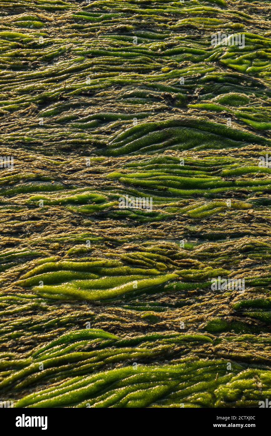 Texture astratta paludosa verde. Vista delle alghe e delle paludi da vicino. Astratto sfondo verticale. Foto Stock