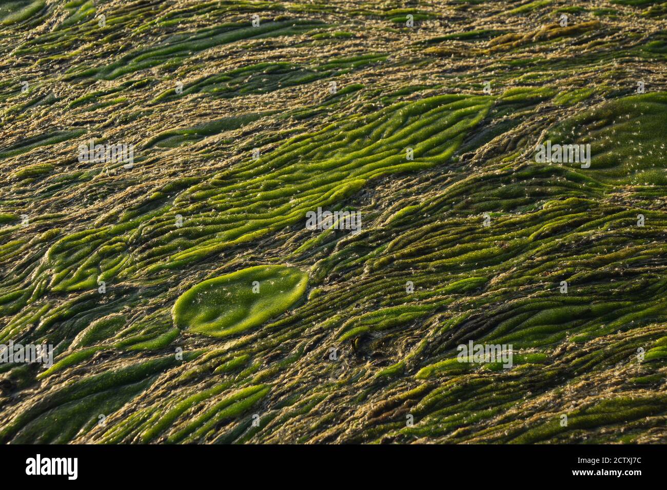 Texture astratta paludosa verde. Vista delle alghe e delle paludi da vicino. Sfondo diagonale astratto. Foto Stock