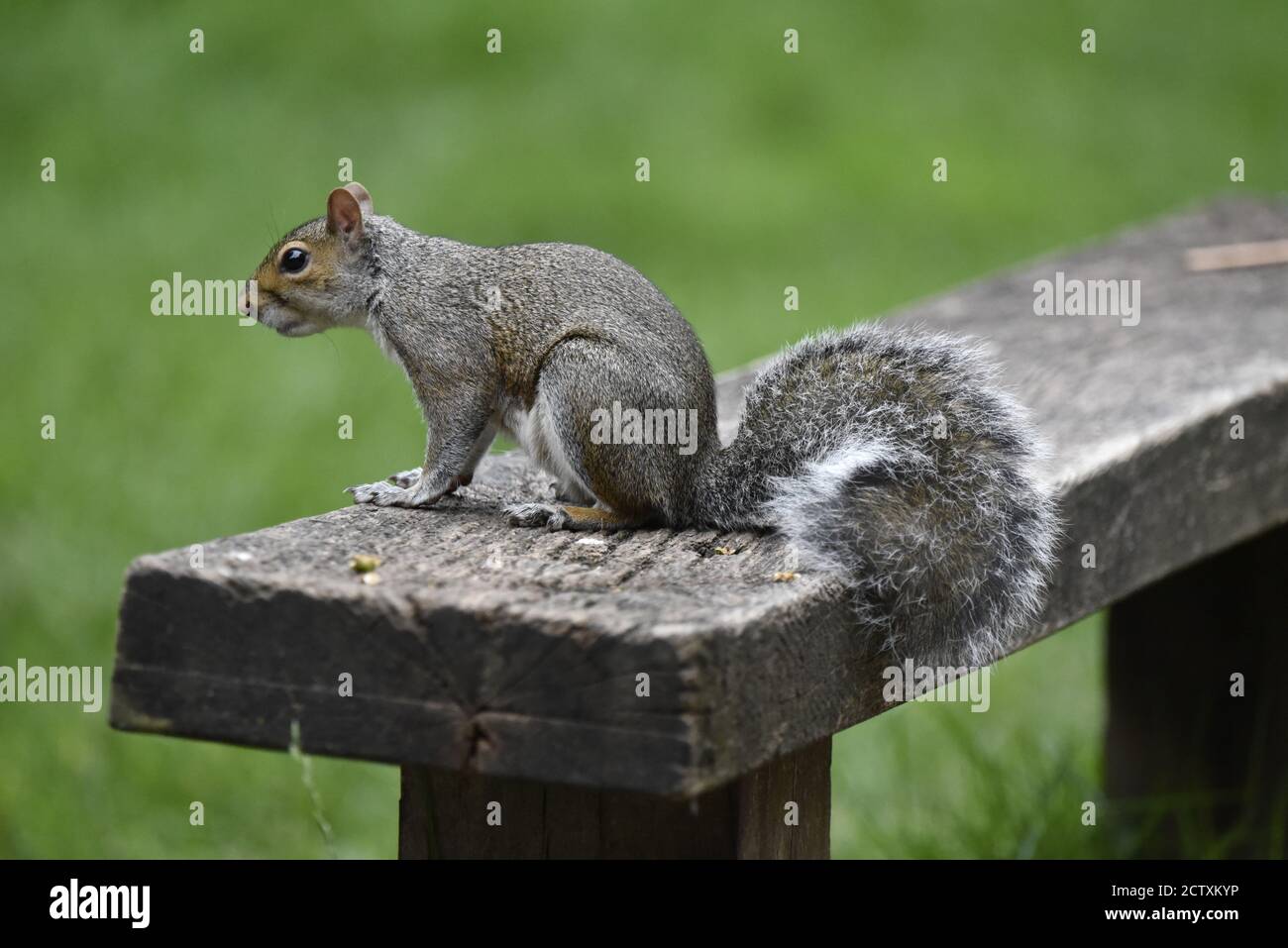 Scoiattolo grigio (Sciurus carolinensis) Siedendo su Bench nella Riserva Naturale Inglese all'inizio dell'autunno Foto Stock