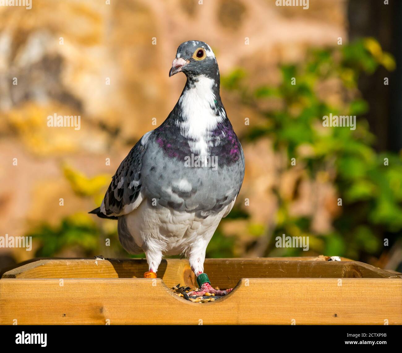 Piccione da corsa (Columba livia domestica), piccione da casa o messaggero all'alimentatore di uccelli al sole, Scozia, Regno Unito Foto Stock
