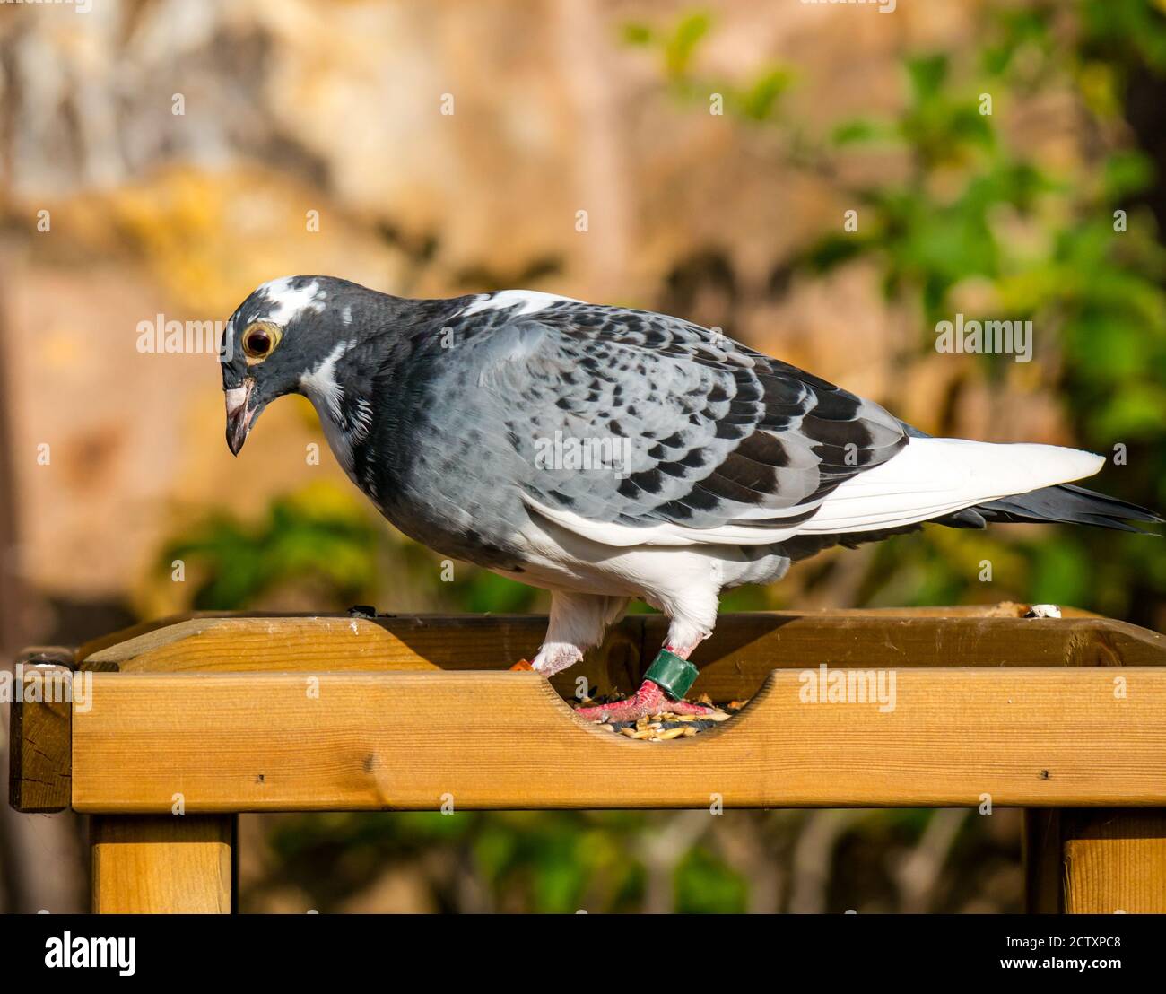 Piccione da corsa (Columba livia domestica), piccione da casa o messaggero all'alimentatore di uccelli al sole, Scozia, Regno Unito Foto Stock