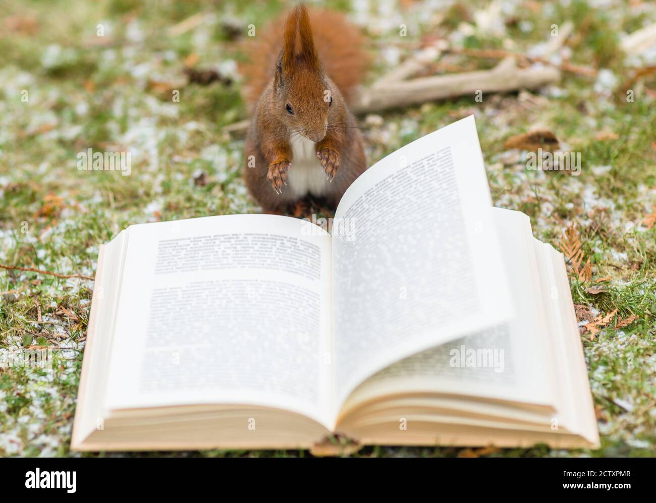 Primo piano di un animale scoiattolo intelligente che legge un libro di storia che giace sul terreno all'aperto di una foresta invernale. Foto Stock
