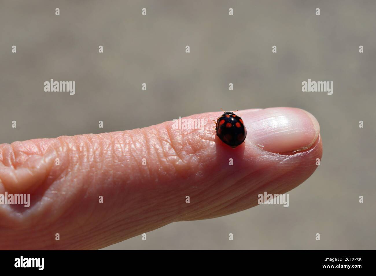 Ladybird nero con macchie rosse sul dito di qualcuno Foto Stock