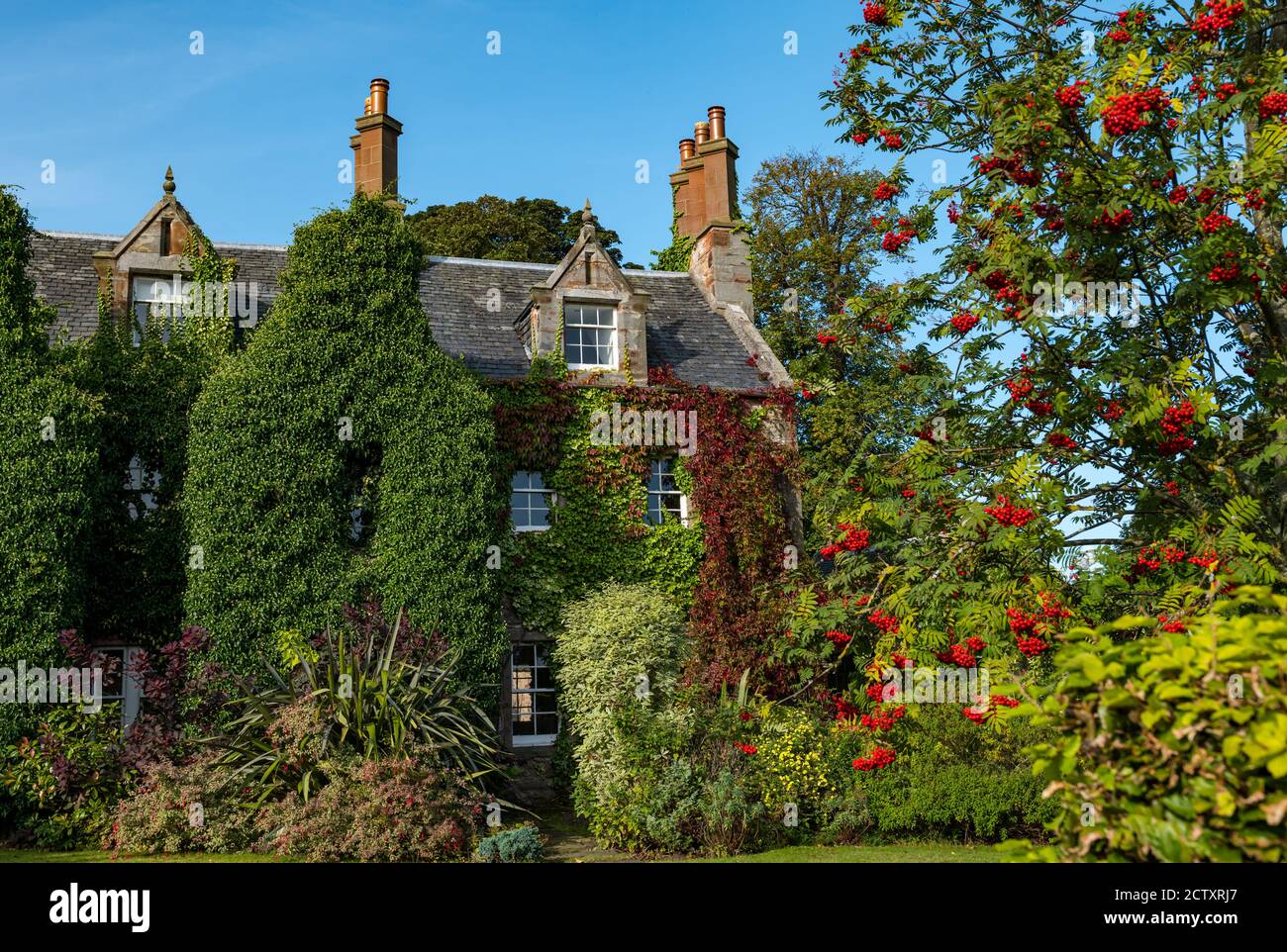 Casa vittoriana coperta con avy rosso d'autunno e cenere di montagna o bacche di rowan in fiore, villaggio di Dirleton, East Lothian, Scozia, Regno Unito Foto Stock