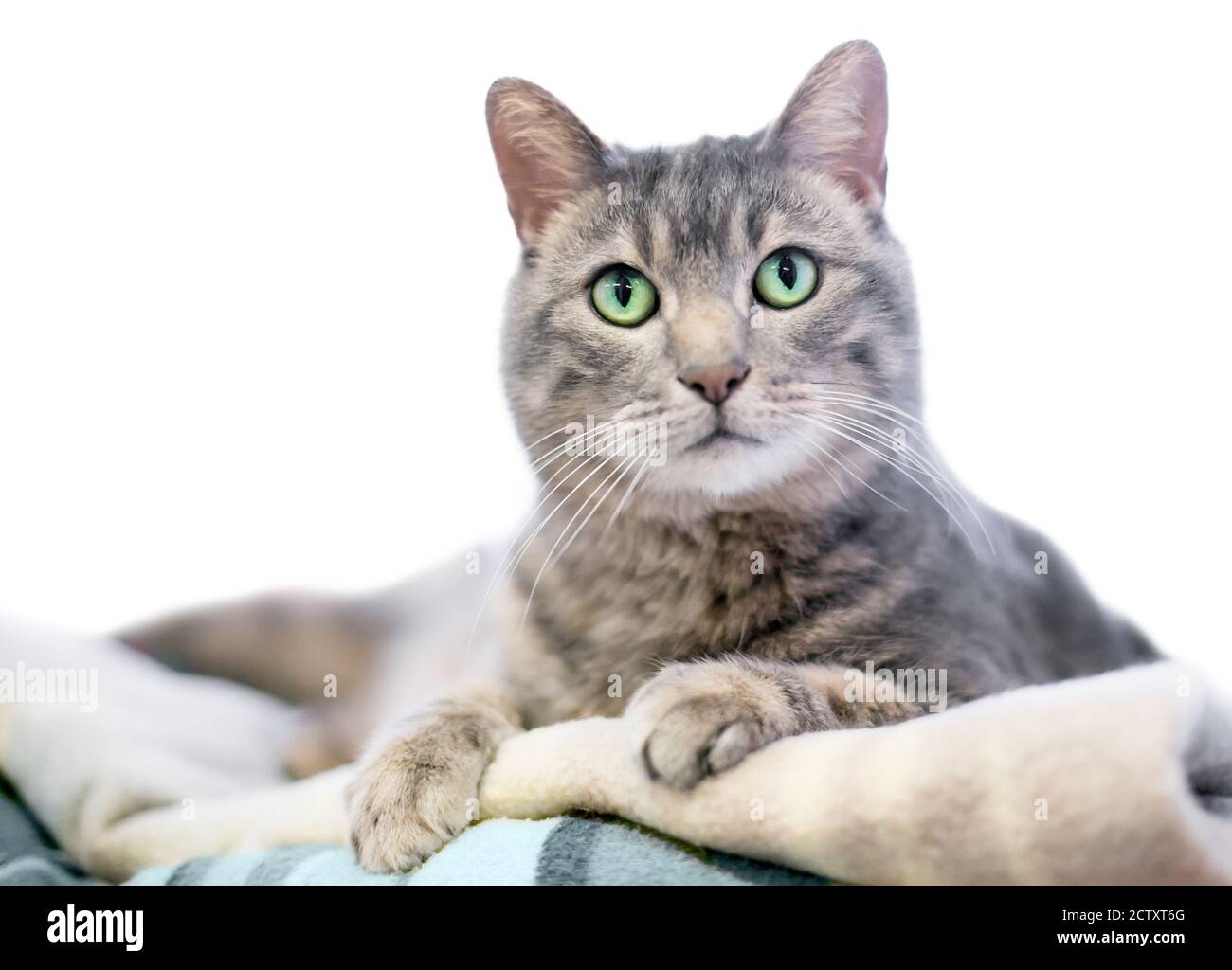 Un gatto grigio tabby shorthair con occhi verdi su cui giace una coperta e guardando la macchina fotografica Foto Stock