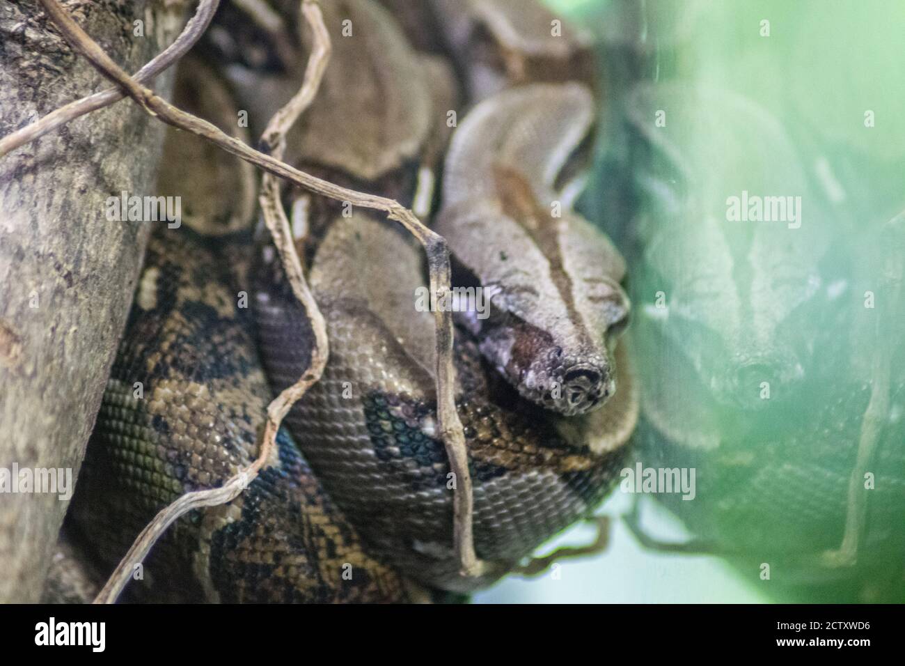 boa dietro il vetro Foto Stock