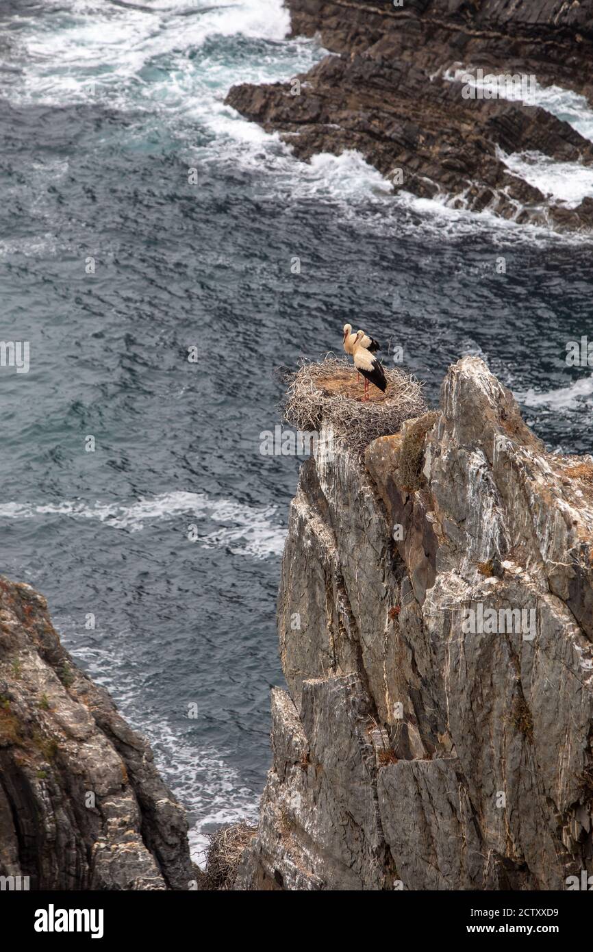 Cicogne che nidificano sulle scogliere di capo Sardão, Odemira, Alentejo, in Portogallo. L'unico sito conosciuto al mondo dove nidificano cicogne tra scogliere. Foto Stock