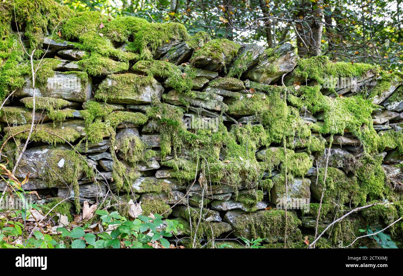 Primo piano di un vecchio muro di pietra a secco nel lago Distretto coperto di muschio verde Foto Stock
