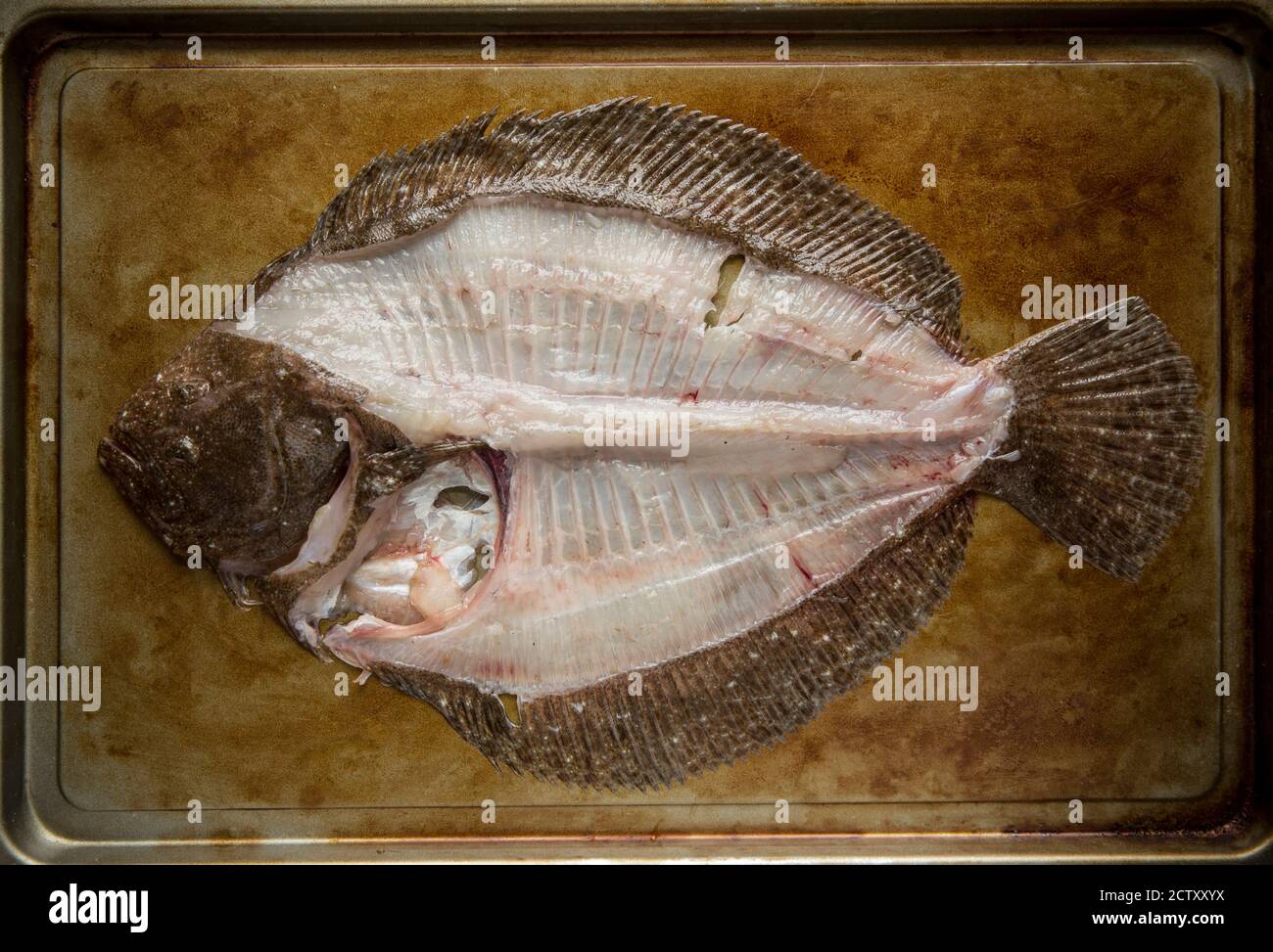 Un brillo, Scophthalmus rhombus, che è stato raccordato. Il telaio brill può essere utilizzato per la produzione di stock di pesce. Dorset Inghilterra Regno Unito GB Foto Stock
