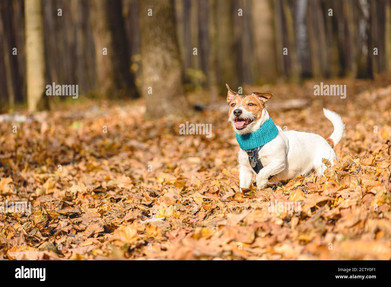 Concetto di animale domestico felice con il cane da compagnia che gioca e. Correre nei boschi autunnali il giorno soleggiato di novembre Foto Stock