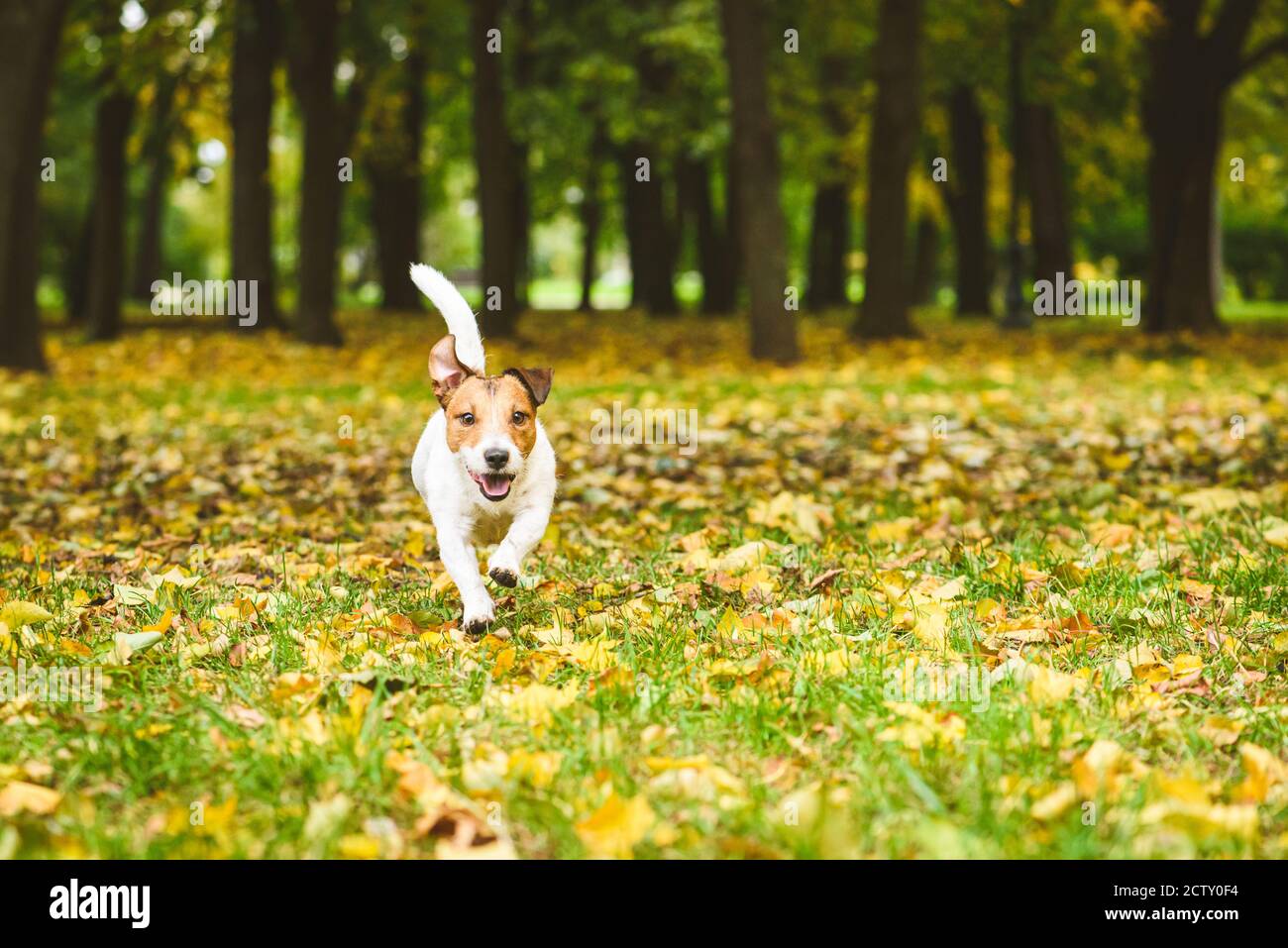 Cane amichevole e gioioso che corre al guinzaglio in autunno (autunno) parcheggia su un tappeto di foglie colorate e erba verde Giorno di ottobre Foto Stock