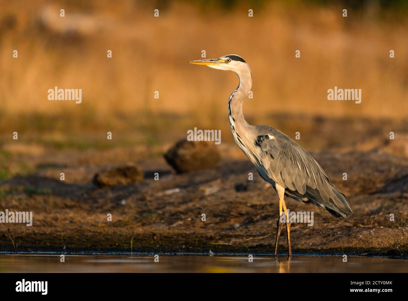 un uccello che guarda su un lago Foto Stock