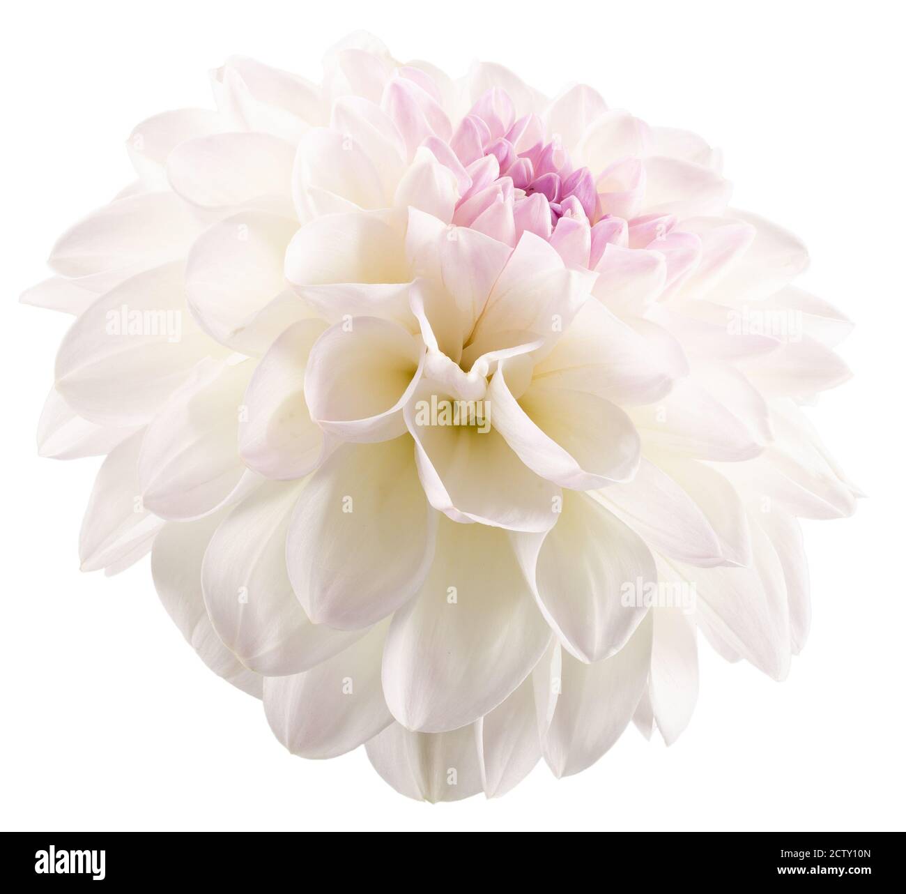 dahlia bianca isolata su sfondo bianco. Foto Stock