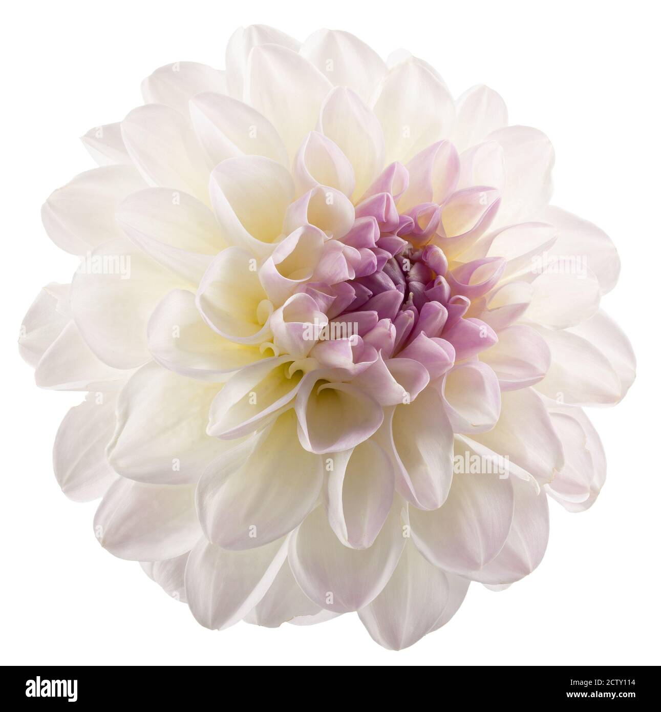 dahlia bianca isolata su sfondo bianco. Foto Stock