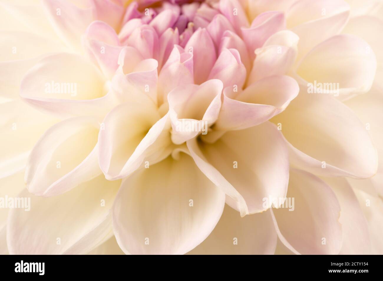 primo piano di dahlia bianca. Foto Stock