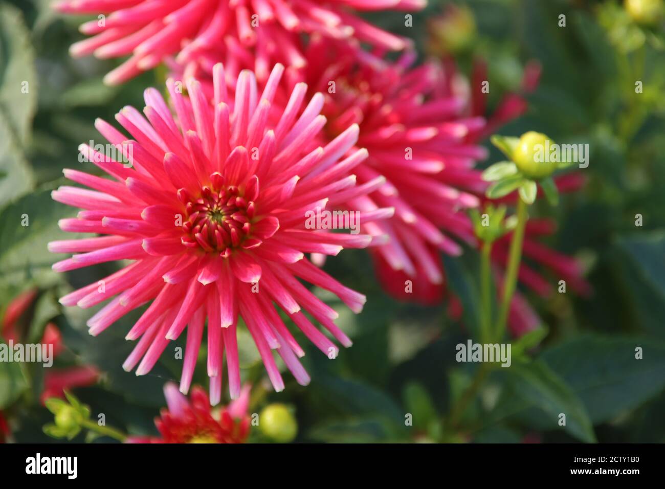 Ragno rosa crisanths fiore testa in un giardino nel Paesi Bassi Foto Stock