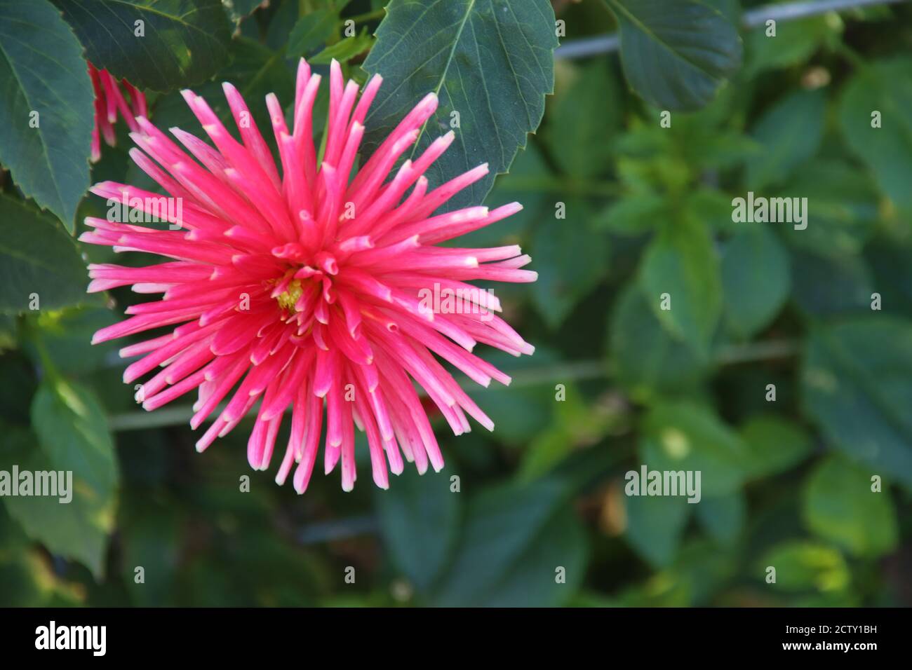 Ragno rosa crisanths fiore testa in un giardino nel Paesi Bassi Foto Stock