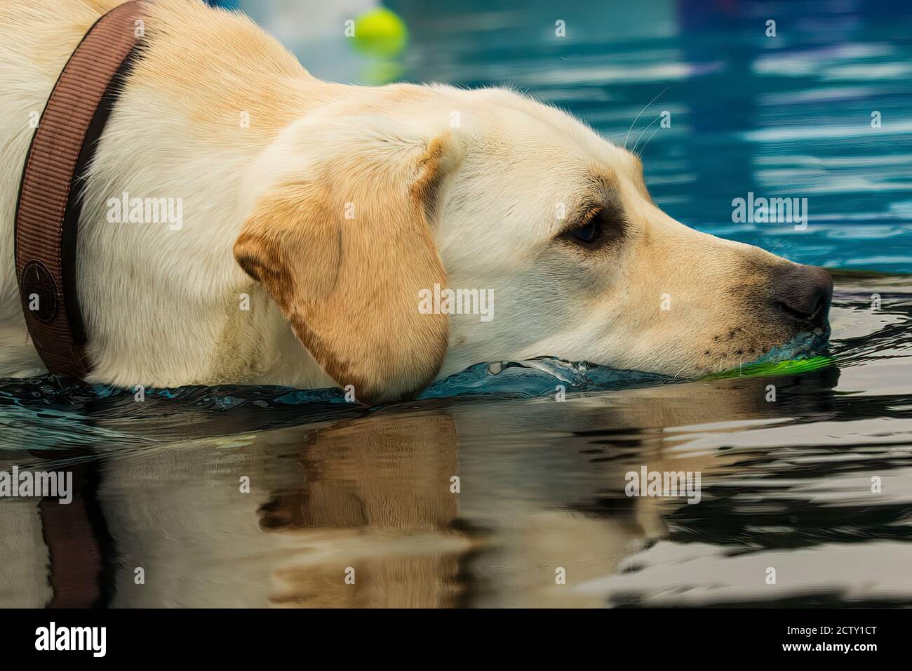 Labrador retriever cane, con collare, nuoto in piscina per prendere la palla gialla Foto Stock