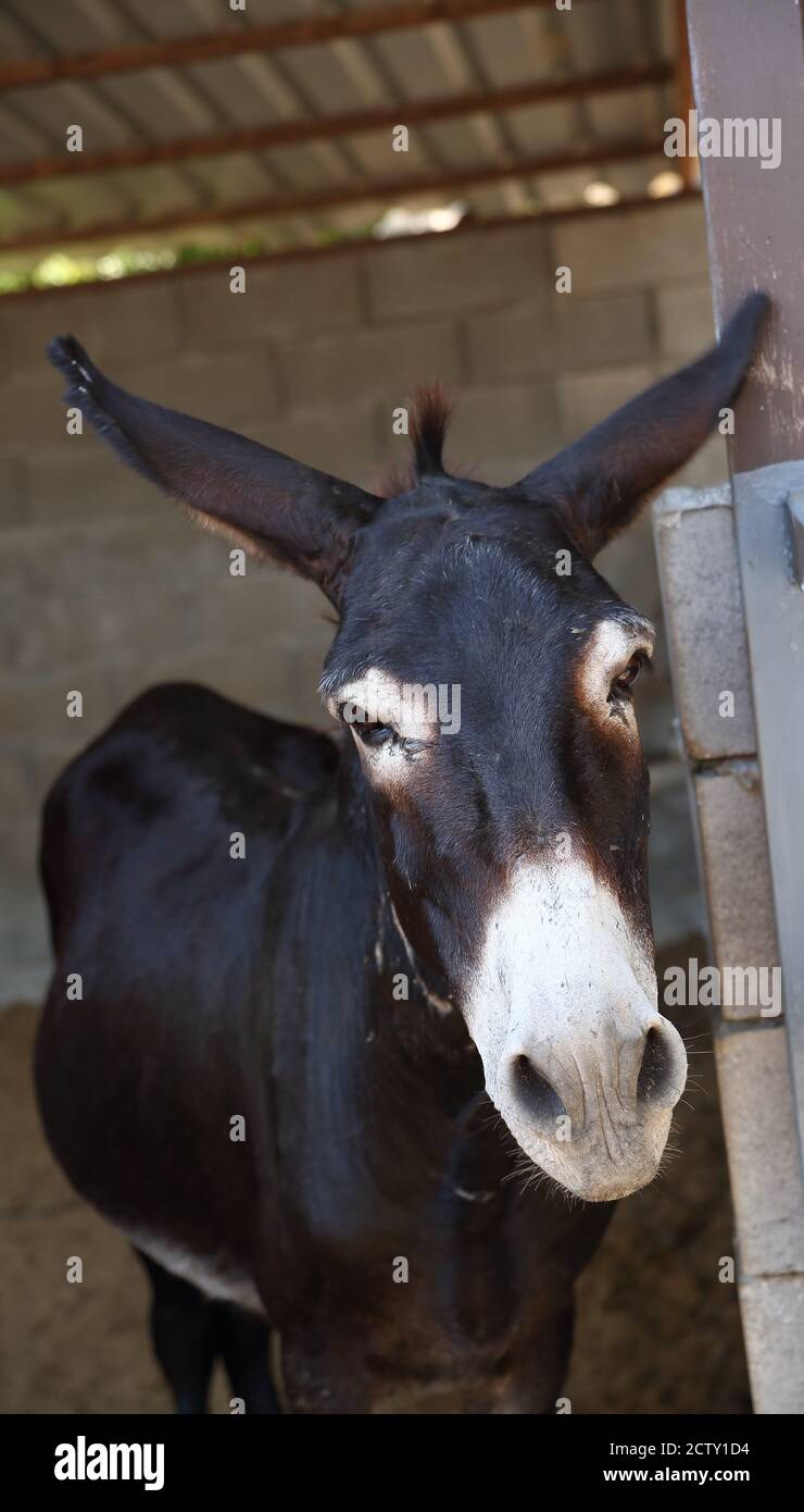 Carino divertente ritratto di asino nero primo piano. Foto Stock