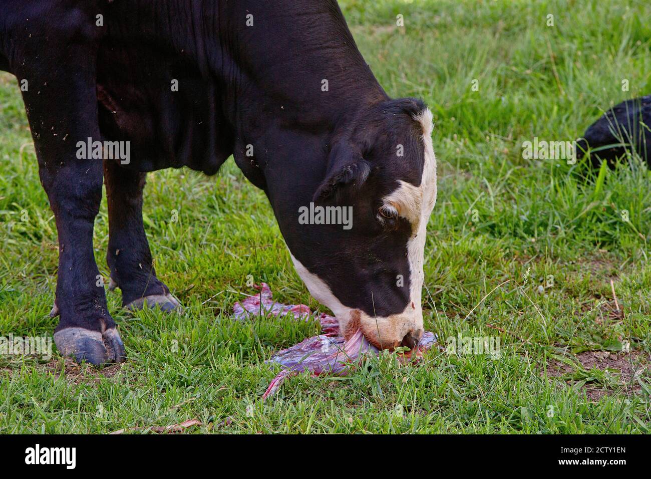 Mucca mangiare placenta conservato, momenti dopo la nascita Foto Stock