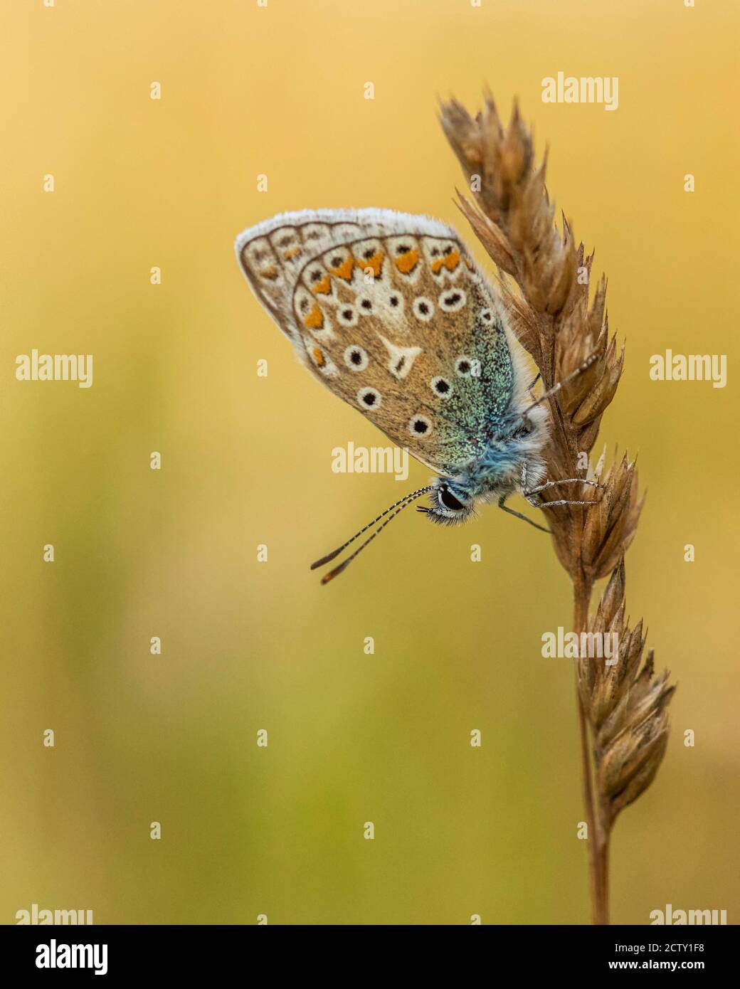 Profilo di una farfalla Blu comune che riposa su un gambo di erba presso la riserva naturale di Malling Down, vicino Lewes, Sussex orientale, Inghilterra Foto Stock