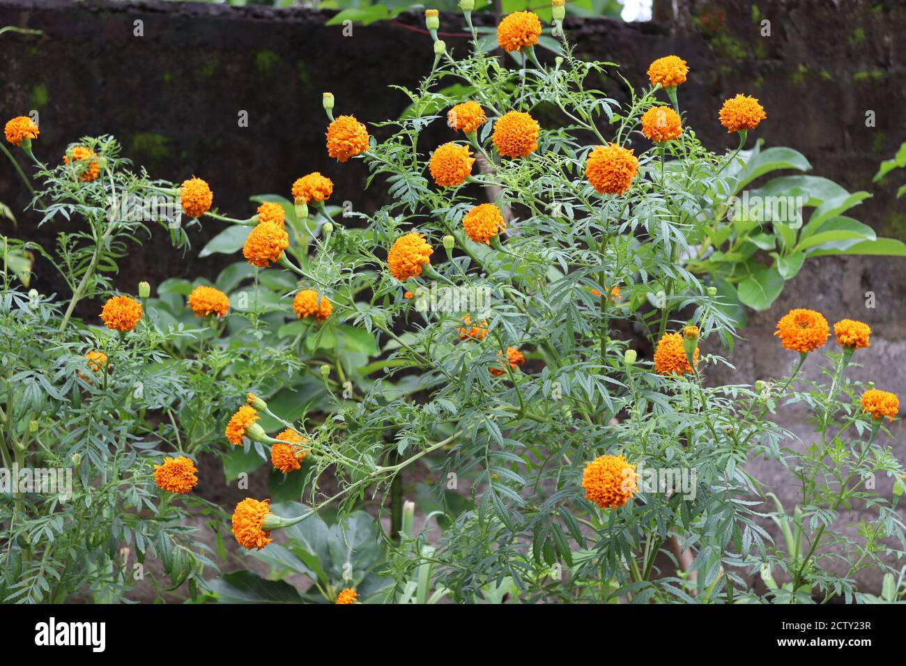 Un mazzo di fiori come palline d'arancia Foto Stock