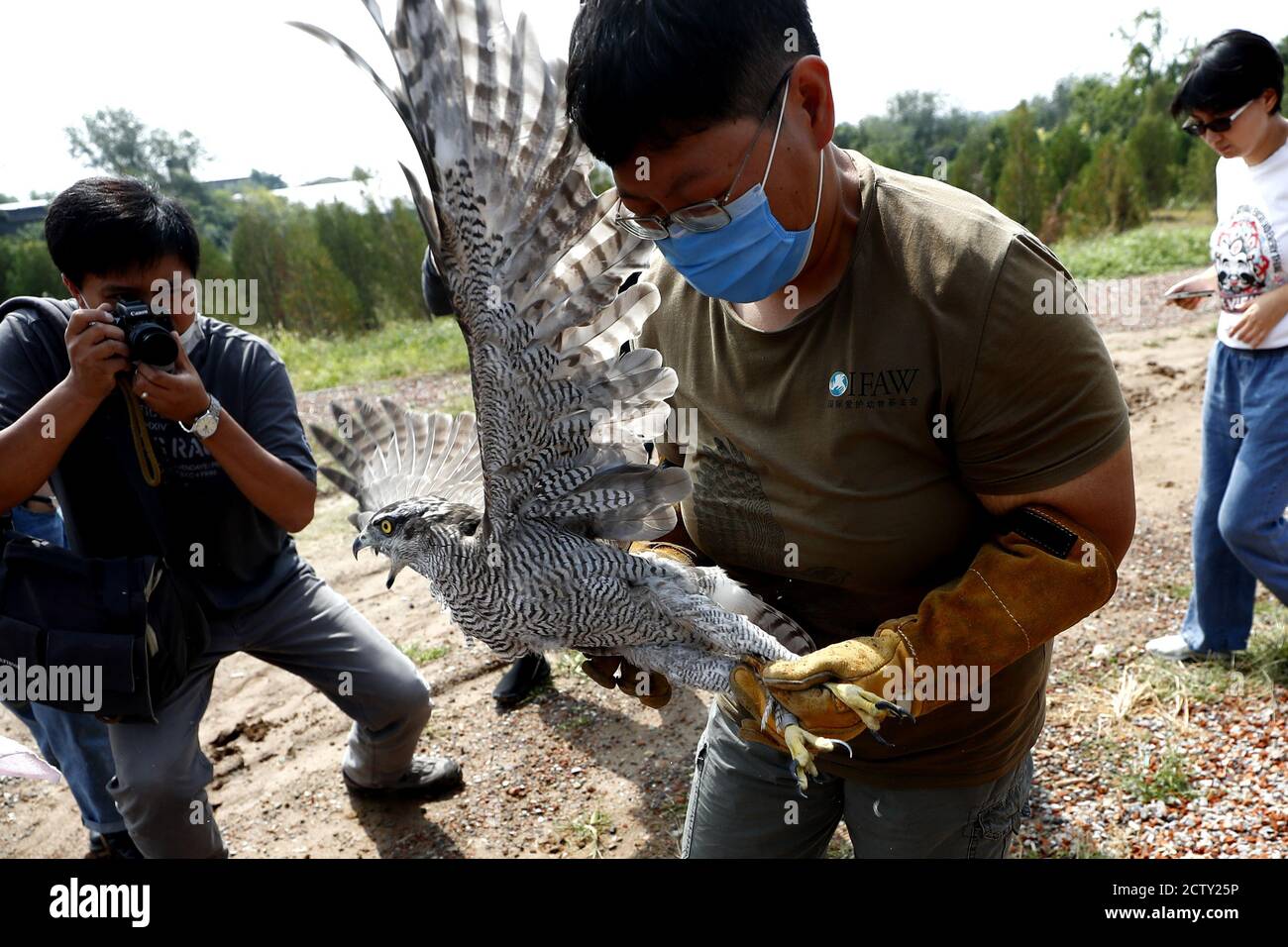 Pechino, Cina. 24 Settembre 2020. Un goshawk, due gheppi e due subbuteos Falco riacquistano la salute e ritornano alla natura a Pechino, Cina il 24 settembre 2020.(Photo by TPG/cnsphotos) (Photo by Top Photo/Sipa USA) Credit: Sipa USA/Alamy Live News Foto Stock