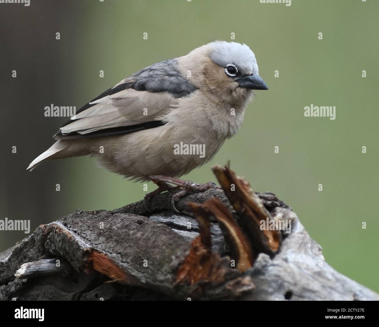 Un tessitore sociale grigio (Pseudonigrita arnaudi) Parco Nazionale Serengeti, Tanzania. Foto Stock