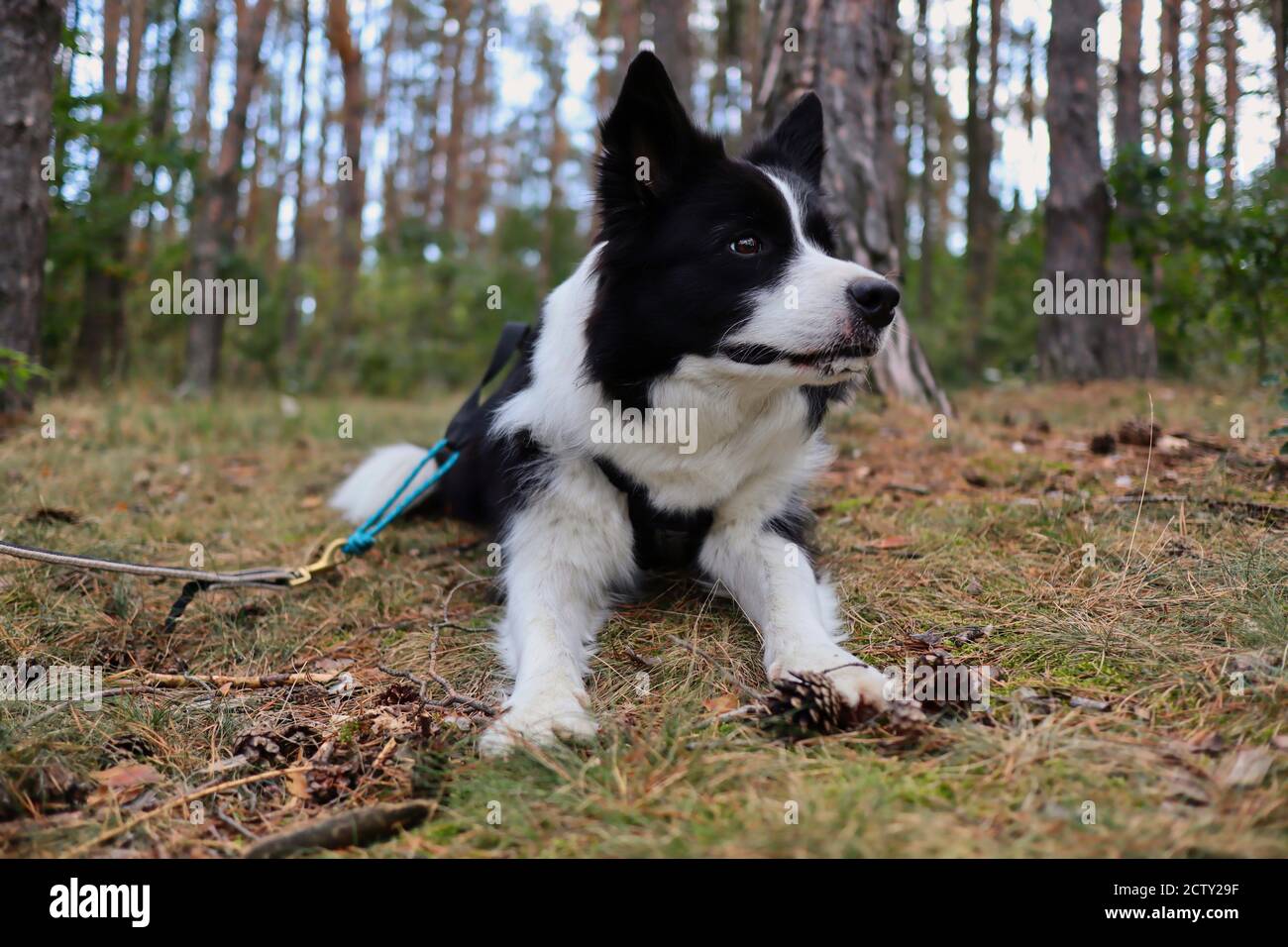 Alert Border Collie sdraiato nella foresta. Cane bianco e nero nel bosco. Foto Stock