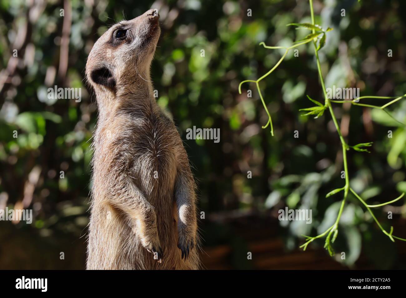 Primo piano di African Meerkat Standing and Looking Up. Suricate è una piccola Mongoose con pelliccia marrone, occhi grandi, testa larga e coda rastremata sottile. Foto Stock