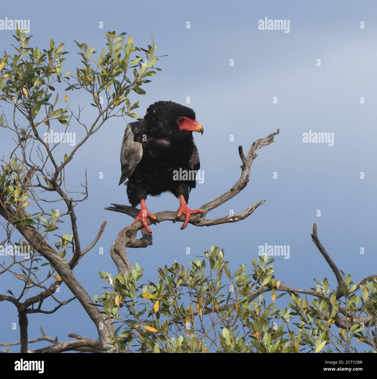 Un (bateleur Terathopius ecaudatus) posatoi su un albero morto il ramo. Parco Nazionale del Serengeti, Tanzania. Foto Stock
